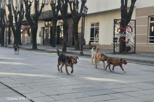 Lakše preko granice sa ljubimcima: Procedura za putovanje u EU sa...