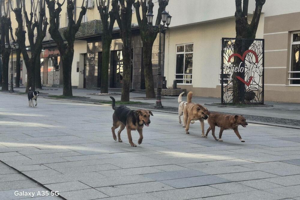 Hiljade pasa godišnje iz trećih zemalja sa liste udomljava se u EU članicama (ilustracija), Foto: Privatna arhiva