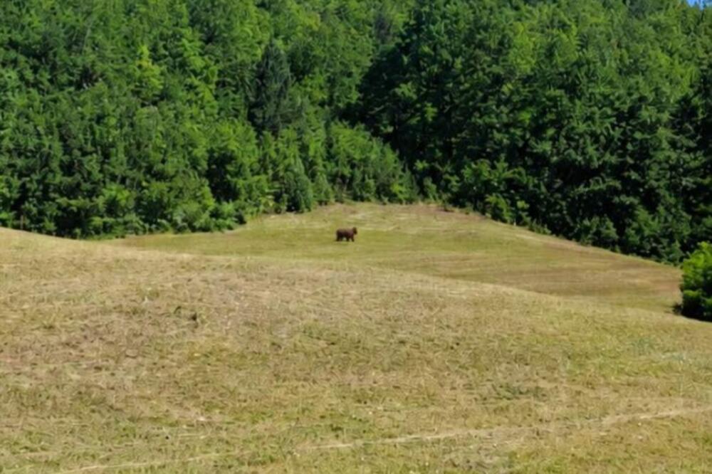 Medvjed u blizini Jagoča, Foto: Privatna arhiva