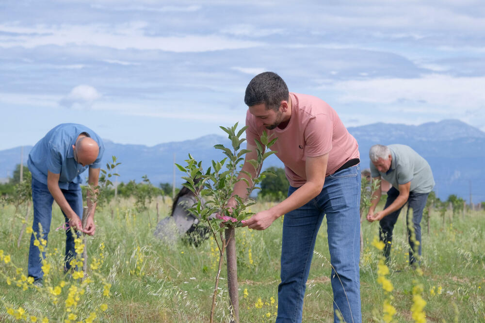 Kruške i jabuke ih koštale 6.300 eura: Plantaža "Plodova", Foto: Risto Bozovic