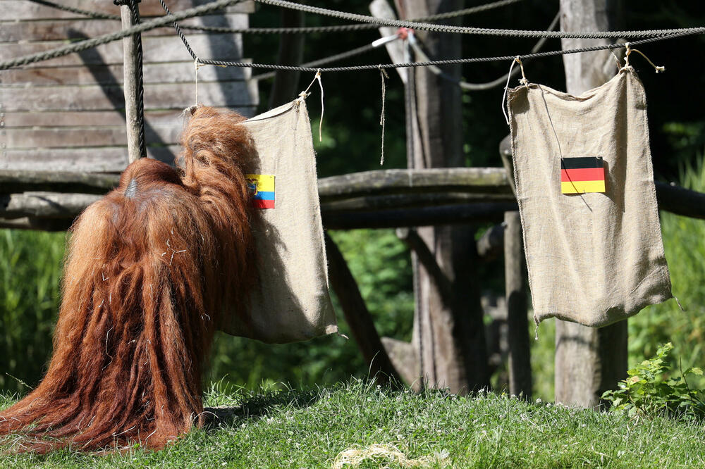 Orangutan Valter iz Zoo-vrta u Dortmundu &ldquo;tipovao&rdquo; je na pobjedu Ekvadora protiv Njemačke, Foto: Leon Kuegeler