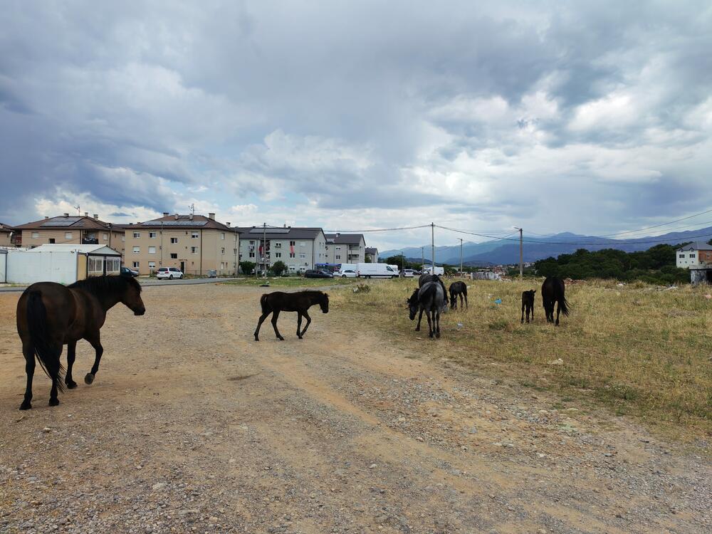 <p>U podgoričkom naselju Konik, na poljima pored puta, nije neuobičajeno vidjeti veliki broj konja koji kao da su prepušteni sami sebi, bez hrane i vode</p>
