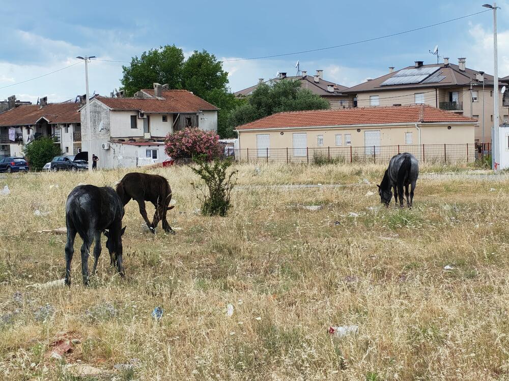 <p>U podgoričkom naselju Konik, na poljima pored puta, nije neuobičajeno vidjeti veliki broj konja koji kao da su prepušteni sami sebi, bez hrane i vode</p>