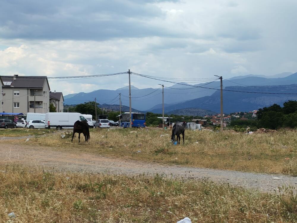 <p>U podgoričkom naselju Konik, na poljima pored puta, nije neuobičajeno vidjeti veliki broj konja koji kao da su prepušteni sami sebi, bez hrane i vode</p>