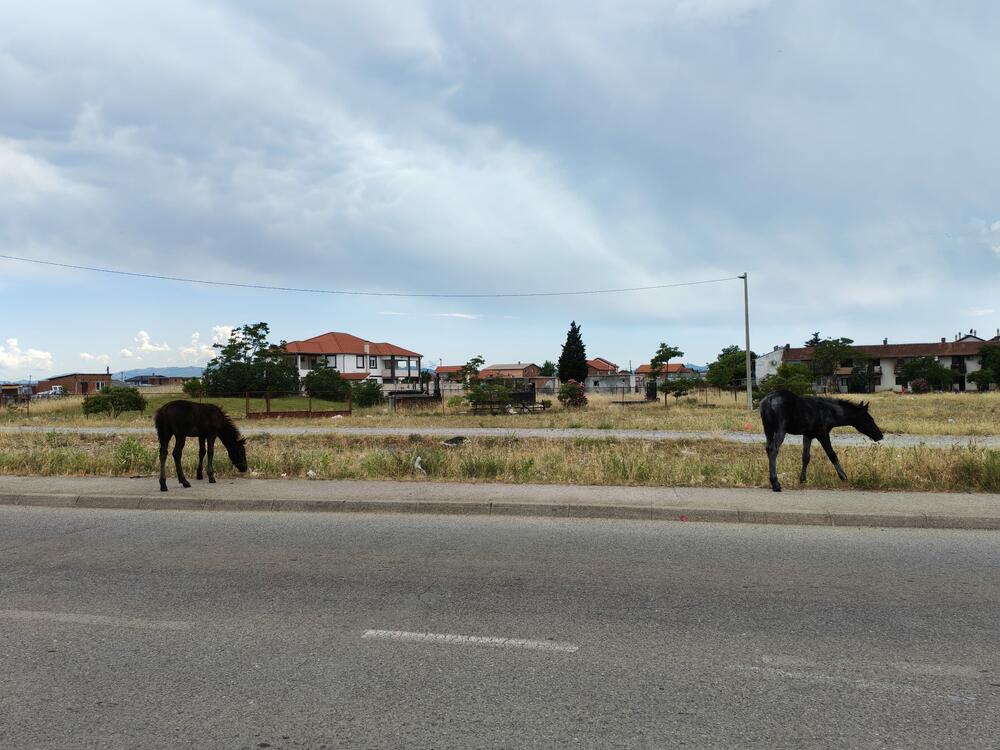 <p>U podgoričkom naselju Konik, na poljima pored puta, nije neuobičajeno vidjeti veliki broj konja koji kao da su prepušteni sami sebi, bez hrane i vode</p>