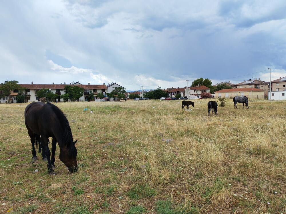 <p>U podgoričkom naselju Konik, na poljima pored puta, nije neuobičajeno vidjeti veliki broj konja koji kao da su prepušteni sami sebi, bez hrane i vode</p>