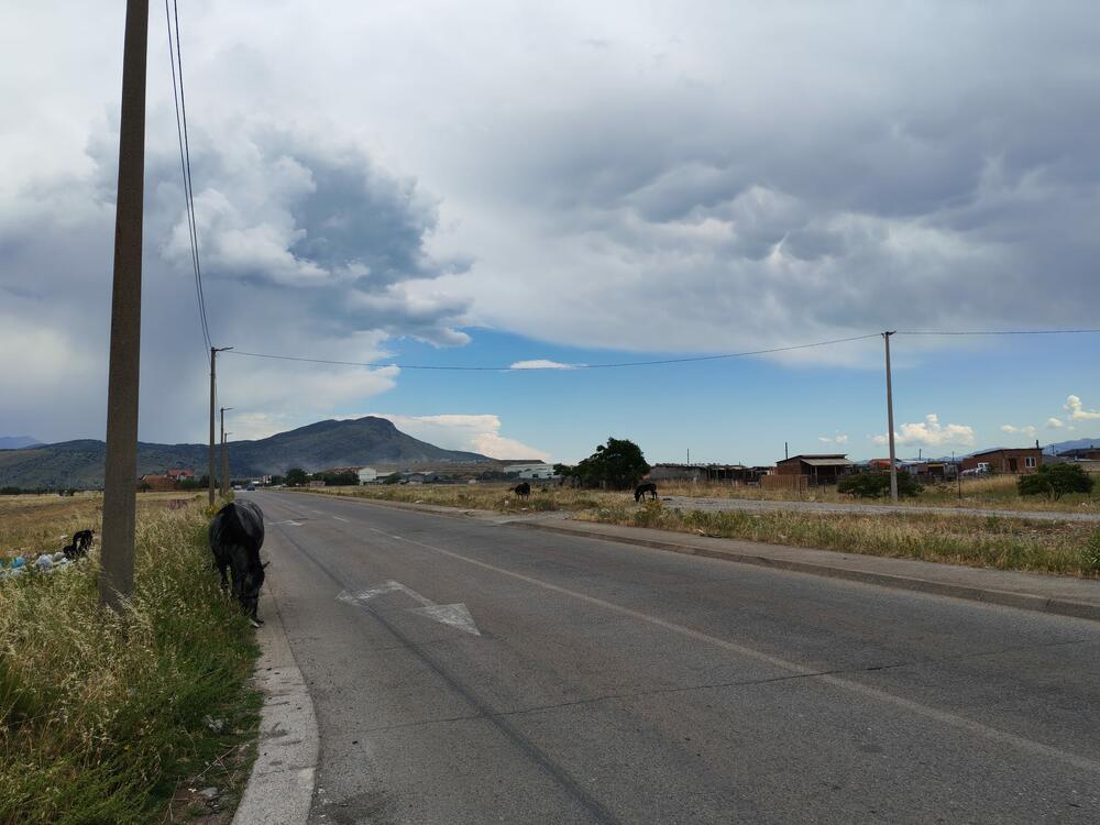 <p>U podgoričkom naselju Konik, na poljima pored puta, nije neuobičajeno vidjeti veliki broj konja koji kao da su prepušteni sami sebi, bez hrane i vode</p>