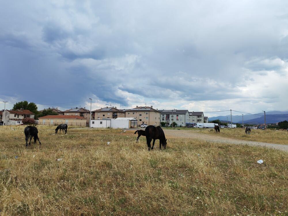 <p>U podgoričkom naselju Konik, na poljima pored puta, nije neuobičajeno vidjeti veliki broj konja koji kao da su prepušteni sami sebi, bez hrane i vode</p>