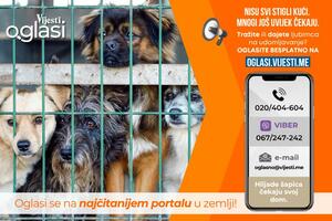 Hiljade šapica čekaju na svoj dom