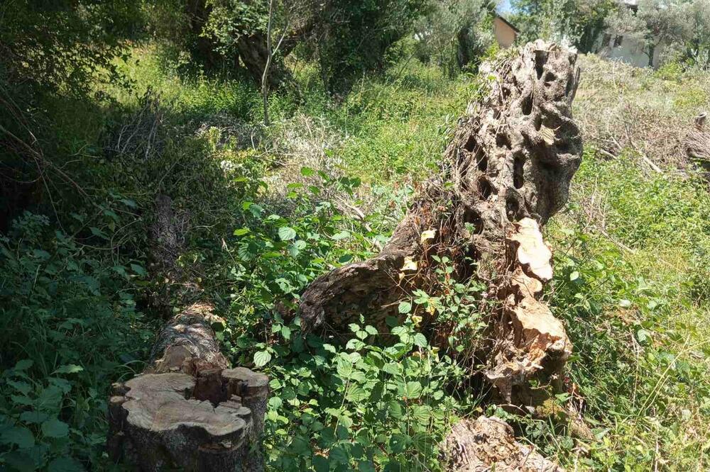 Jedna od posiječenih maslina, Foto: Privatna arhiva