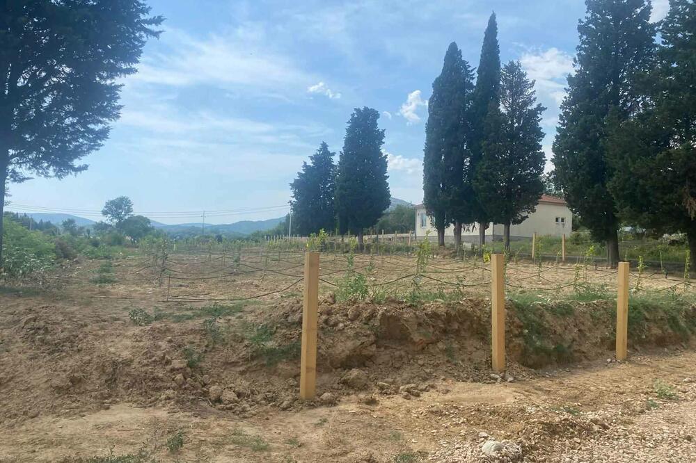 Plantaža u školskom dvorištu, Foto: Samir Adrović