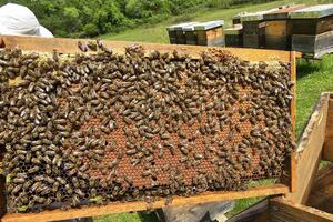 Kolašin: Podrška pčelarima i farmerima