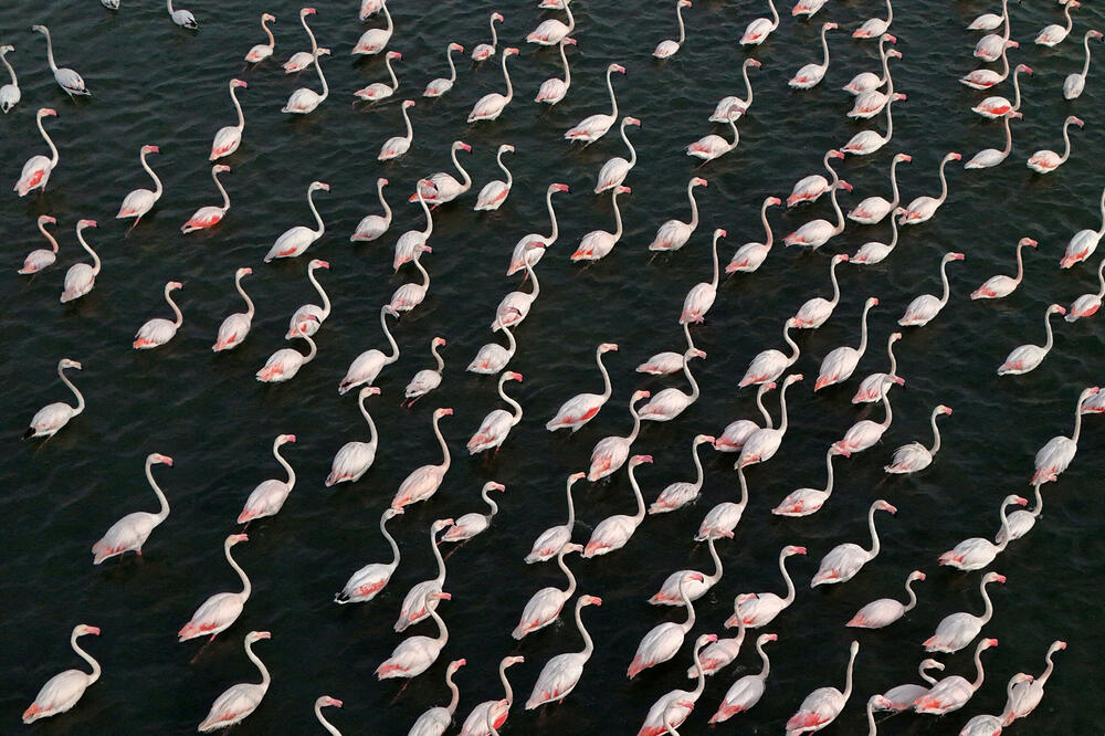 Snimak iz drona flamingosa u zaštićenom području Vjosa-Narta