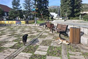 Місцевий опір відкладає будівництво притулку в Колашині