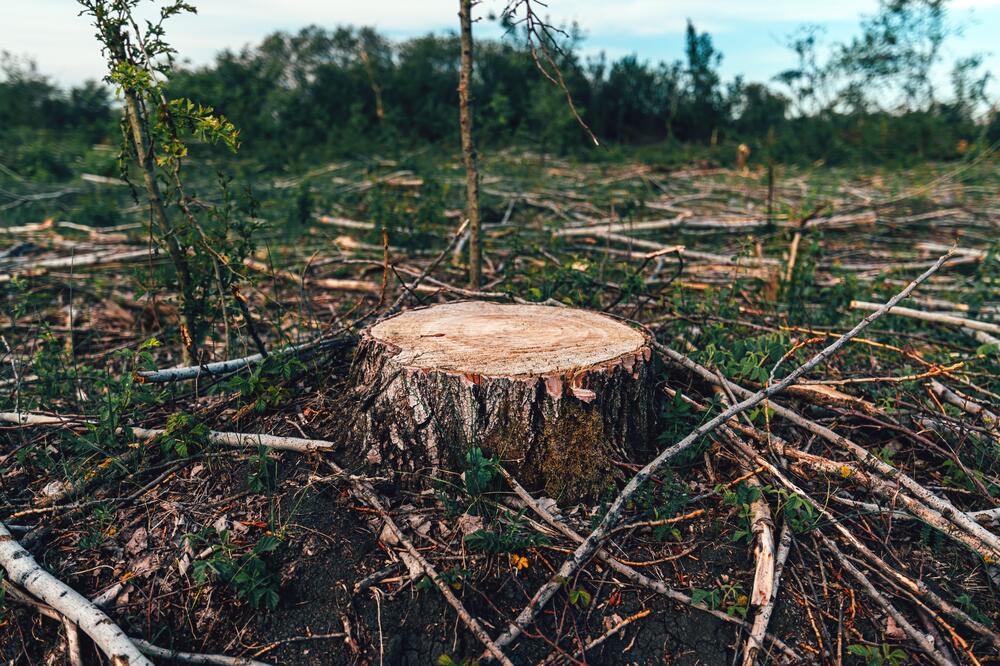 Državni sekretar tvrdi da je tužilac mirno gledao masakriranje šuma (ilustracija), Foto: Shutterstock