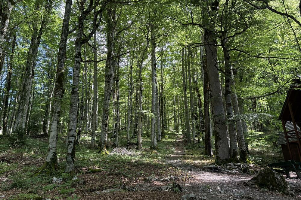 Nacionalni park &ldquo;Biogradska gora&rdquo;, Foto: Nikola Saveljić