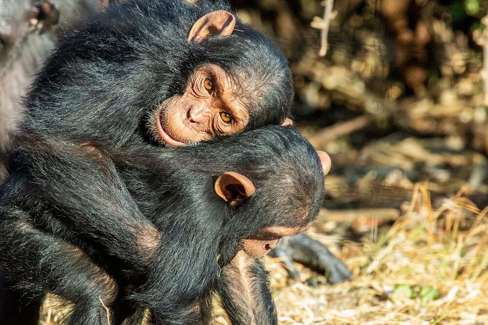 Zagrljaj dva mlada mužjaka šimpanze, Foto: Jake Brooker / Chimfunshi Wildlife Orphanage Trust