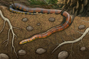 Fosil iz doba dinosaurusa pruža novi uvid u evoluciju zmija