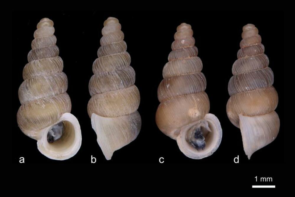 Cochlostoma komarnica (a, b) i Cochlostoma dobrido (c, d)