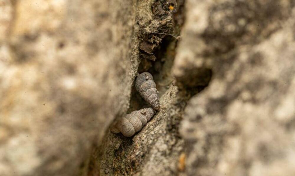 Cochlostoma dobrido