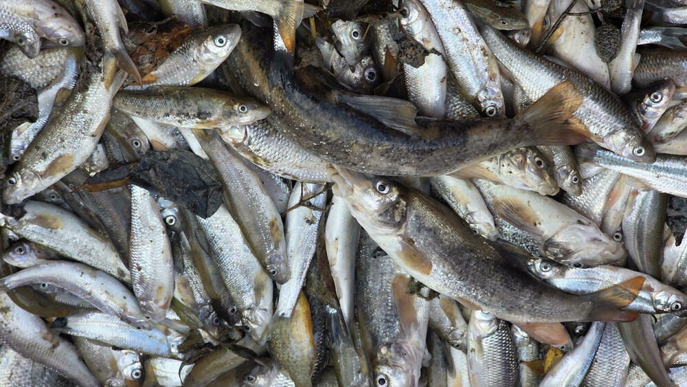 pomor ribe Pljevlja