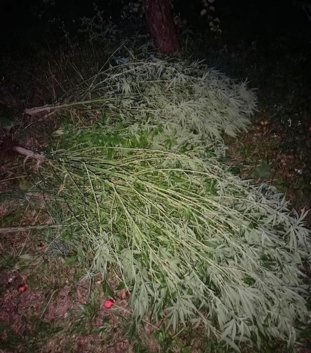 <p>Kod njih su takođe pronađeni vazdušna puška i municija, kao i djelovi oružja, te dron za nadzor posjeda i okoline i predmeti koji se koriste za vaganje i pakovanje droge, saopšteno je iz Uprave policije</p>