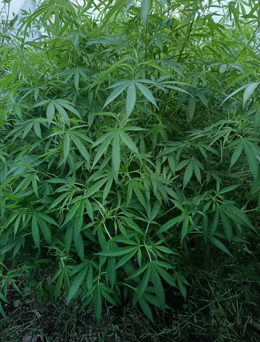 <p>Kod njih su takođe pronađeni vazdušna puška i municija, kao i djelovi oružja, te dron za nadzor posjeda i okoline i predmeti koji se koriste za vaganje i pakovanje droge, saopšteno je iz Uprave policije</p>