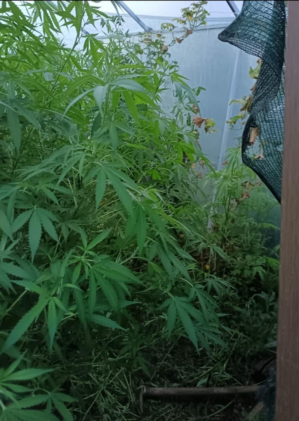 <p>Kod njih su takođe pronađeni vazdušna puška i municija, kao i djelovi oružja, te dron za nadzor posjeda i okoline i predmeti koji se koriste za vaganje i pakovanje droge, saopšteno je iz Uprave policije</p>