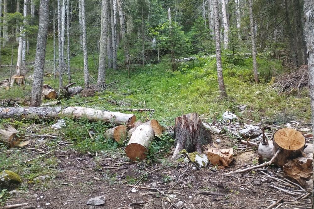 Za krivično djelo šumske krađe dominiraju uslovne osude, Foto: Tijana Lekić