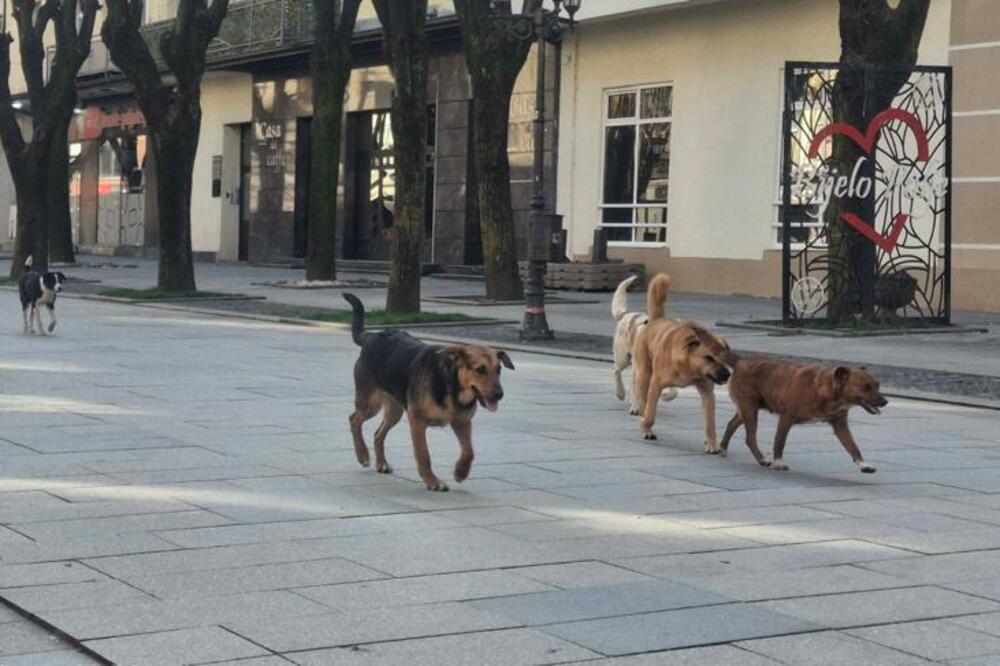 Svakodnevna slika: Psi u Bijelom Polju, Foto: Privatna arhiva
