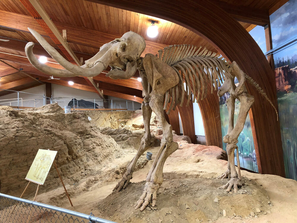 mamut