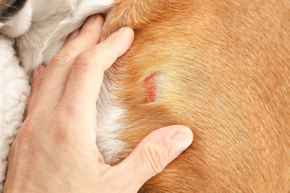 Foto: Shutterstock