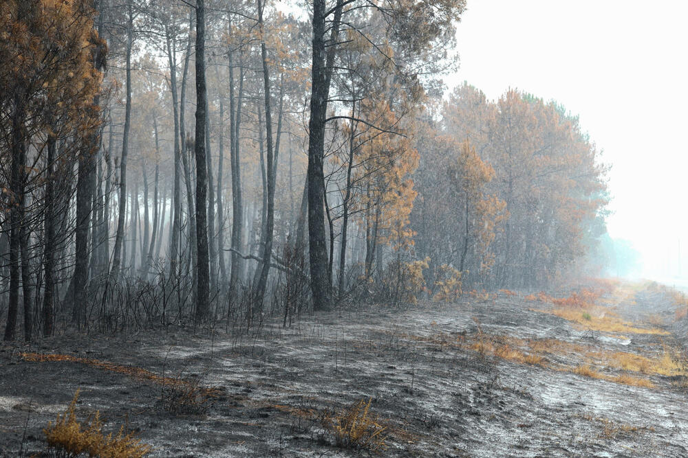 <p>Preliminarna istraga ukazuje da je požar koji je prošle sedmice izbio u oblasti Beotije, sjeverozapadno od Atine, a zatim se proširio na gustu borovu šumu u blizini glavnog grada, izazvan varnicama sa provodnika koji su vibrirali na privatnom dalekovodu za prenos električne energije iz vjetroelektrana, saopštila je grčka vatrogasna služba</p>