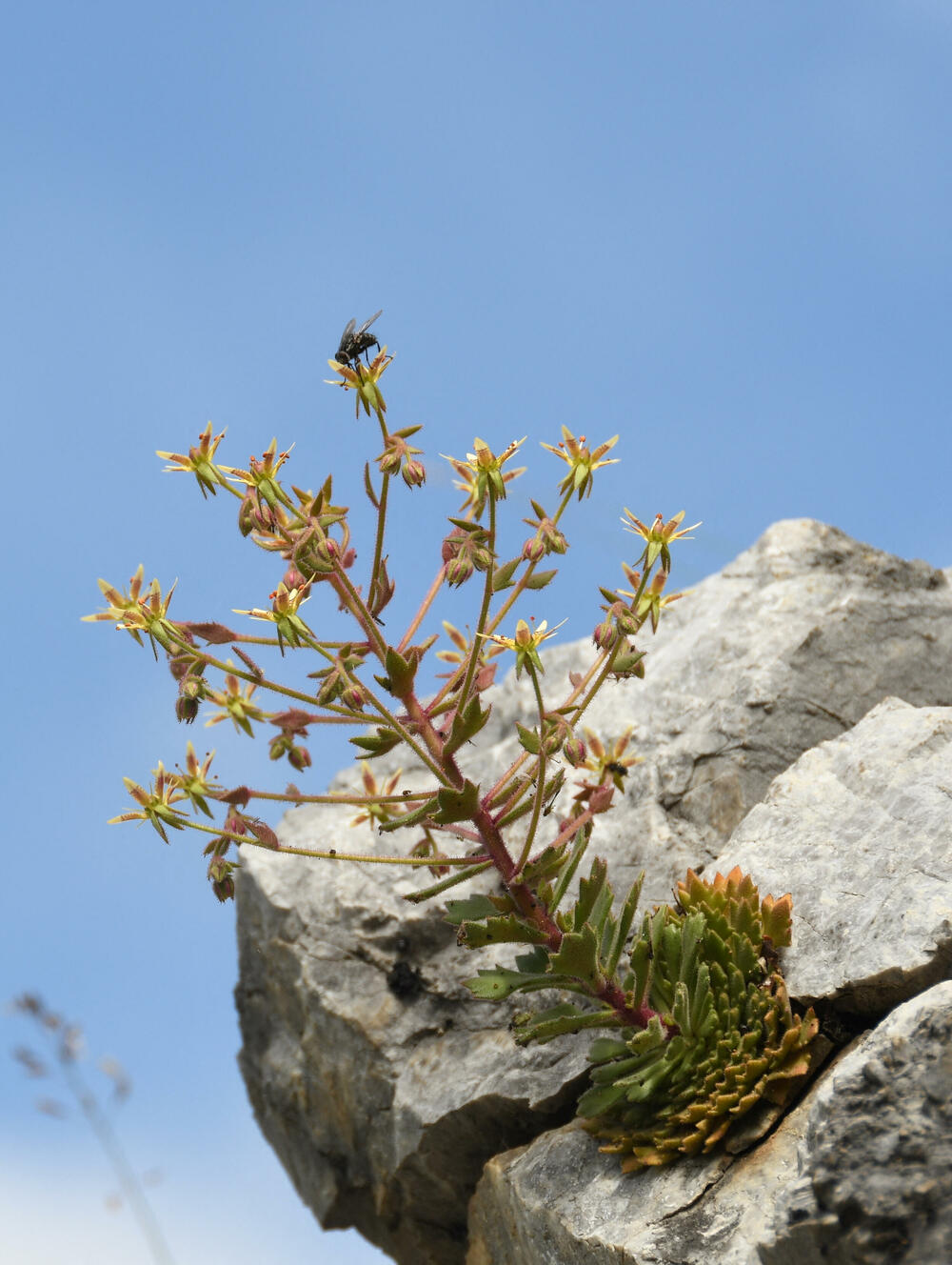 Saxifraga candelabrum