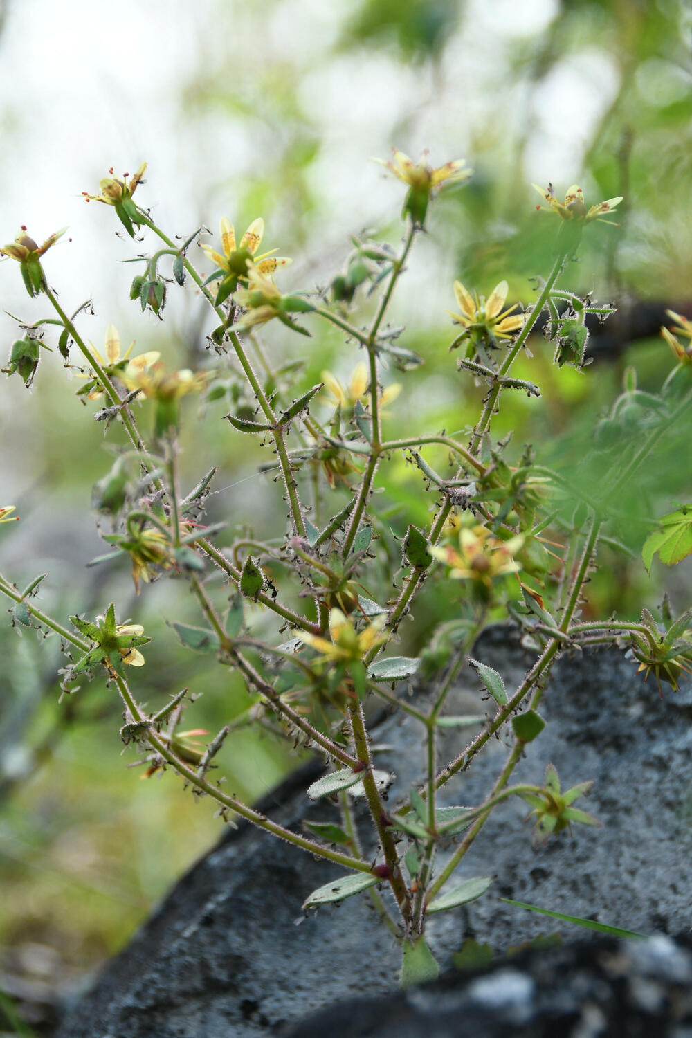 Saxifraga candelabrum