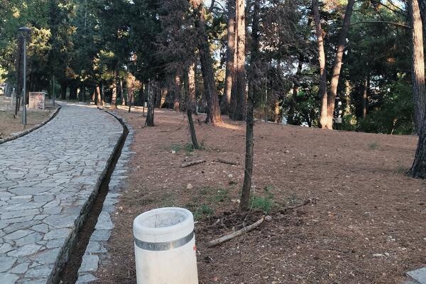 Polovina sadnica se osušila: Neuspjela obnova dendroflore u...