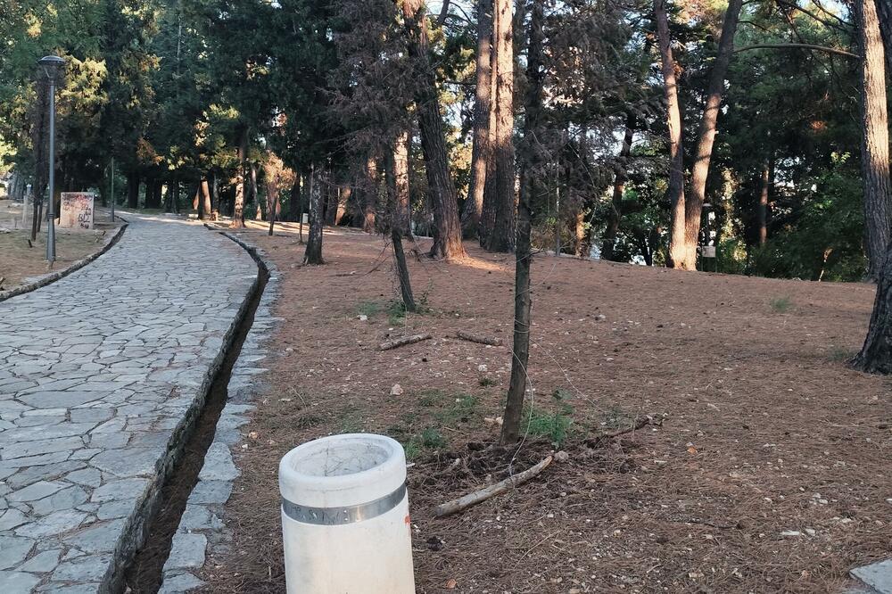 Osušene sadnice zasada nijesu uklonjene iz parka, Foto: Siniša Luković