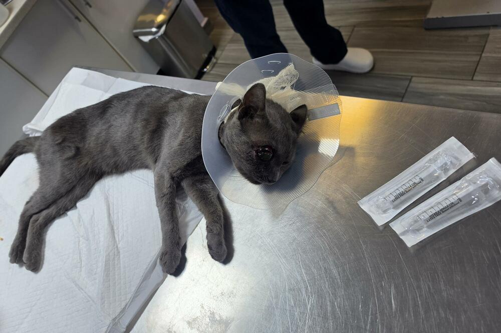 Ranjeni mačak u veterinarskoj ambulanti, Foto: Privatna arhiva