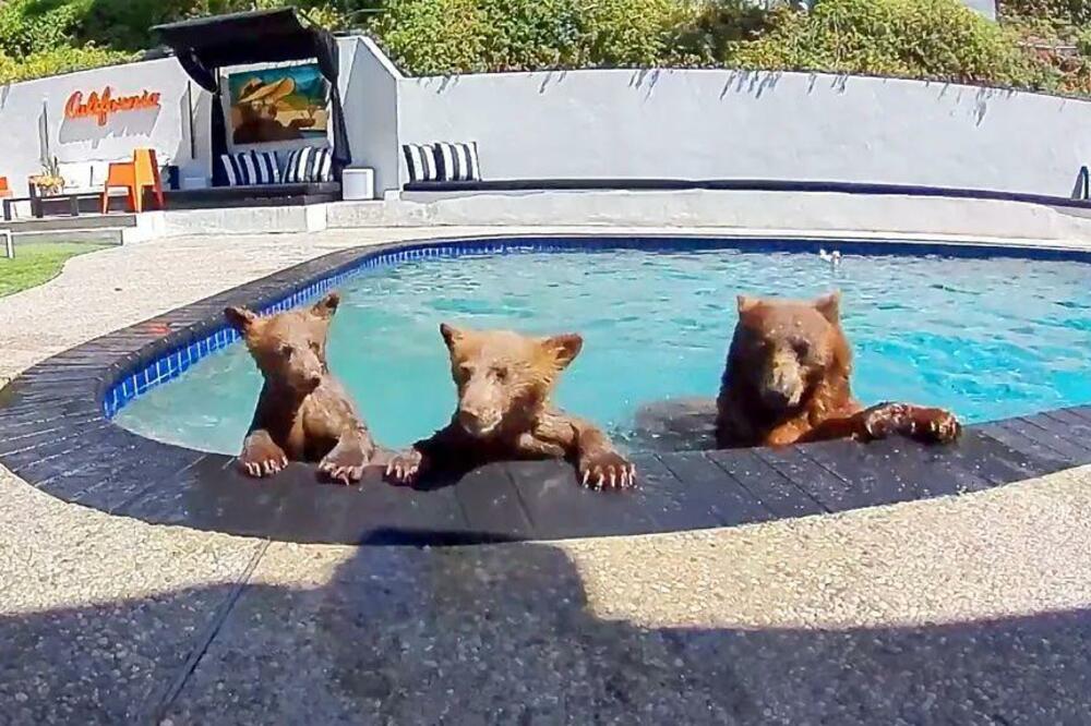 Medi i njena dva medvedića vole da se kupaju u bazenu Brajana Gordona i Rikarda Martineza, Foto: @poolbearlife