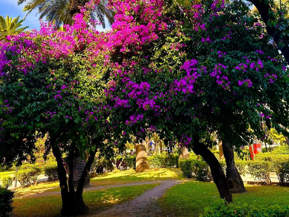 Park na Trgu Umberto I 