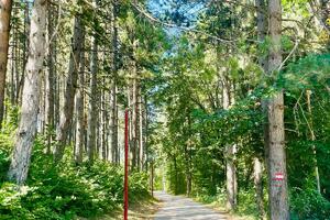 Gradnja i sječa, dok se čeka zaštita: Kolašinska park-šuma...