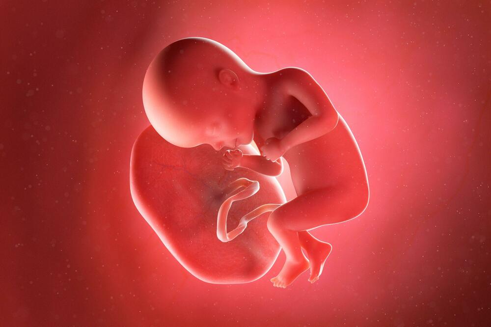 Posteljica je privremeni organ koji se razvija u materici tokom trudnoće i omogućava razvoj i opstanak ploda, Foto: Sebastian Kaulitzki/Science Photo Library