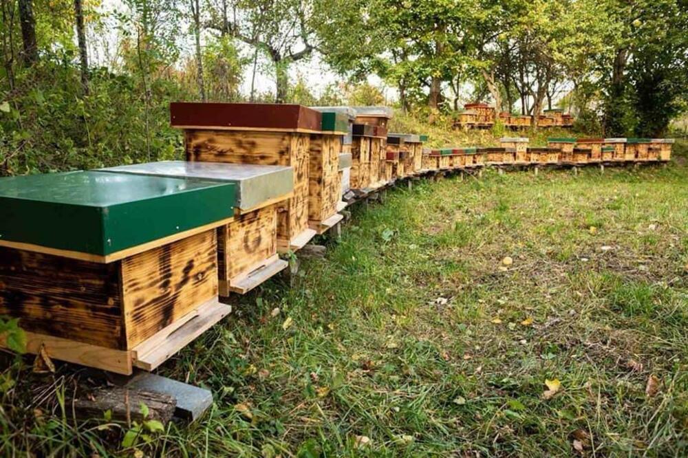 Pčelinjak Žarka Dragaševića, Foto: Privatna arhiva