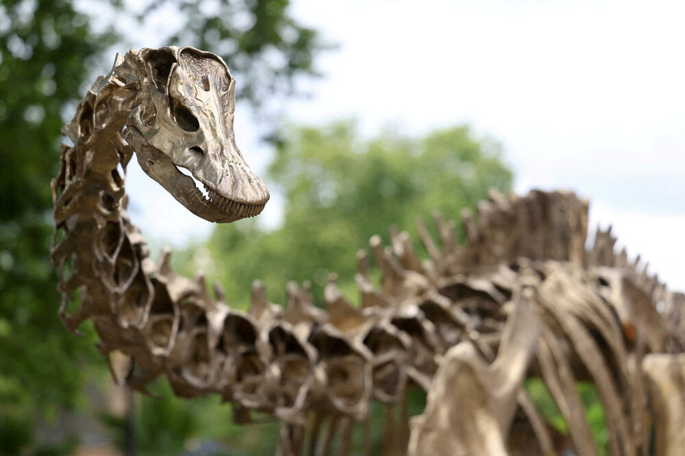 Bronzana replika skeleta dinosaurusa diplodokusa u prirodnoj veličini u novootvorenom Vrtu otkrivanja prirode pri Prirodnjačkom muzeju u Londonu, Velika Britanija., Foto: Reuters
