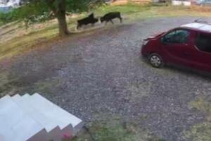 Dio mještana Lastve Grbaljske: Stoka ulazi u dvorišta, uništava...