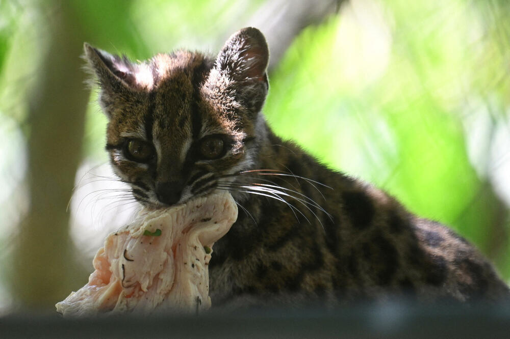 Leopardus tilcayo, nova mačka Bolivija