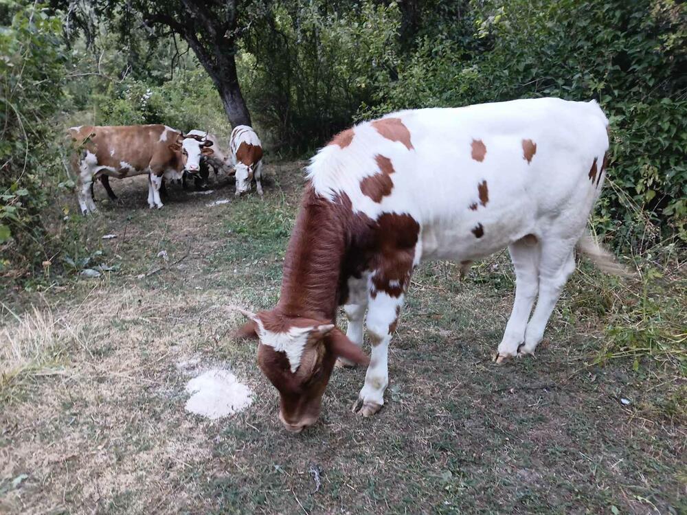 Sijena ne smije da fali