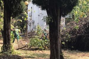 Podgorica: &bdquo;Zelenilo&rdquo; uklonilo oboreni čempres