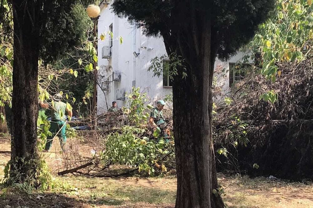 Radnici &ldquo;Zelenila&rdquo; ukljanjaju oboreno stablo, Foto: Privatna arhiva