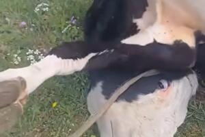 Zeta prijavljuje, država ćuti: Bez odgovora nadležnih na ophođenje...